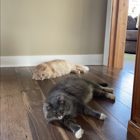 Meet your Posher, Taylor - Picture 5 of 8